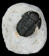 Lot - Gerastos Trilobite Fossils #39213-1